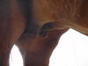 pregnant mare