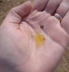 signs of labor in mare