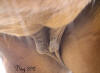 Foaling Signs