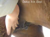 signs of foaling